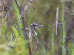 Trithemis donaldsoni
