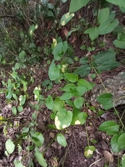 Phyllosiphon arisari