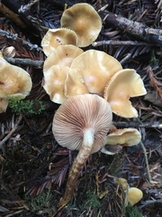 Kuehneromyces lignicola