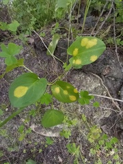 Phyllosiphon arisari