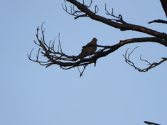 Turdus merula cabrerae
