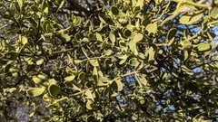 Phoradendron villosum