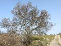 Fraxinus angustifolia