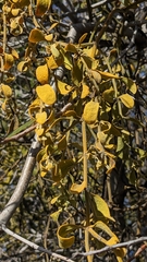 Phoradendron villosum