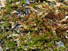 Orthothecium rufescens