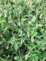 Crotalaria rzedowskii