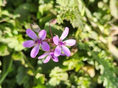 Erodium