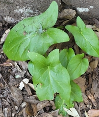 Arum italicum