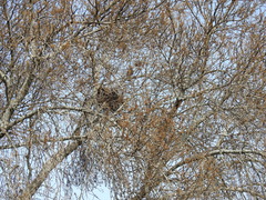 Fraxinus angustifolia