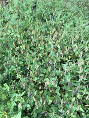 Crotalaria rzedowskii