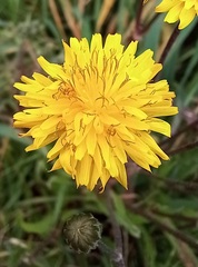 Crepis vesicaria