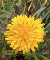 Crepis vesicaria