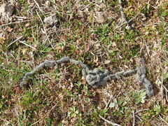 Thaumetopoea herculeana