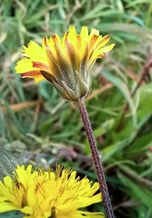 Crepis vesicaria