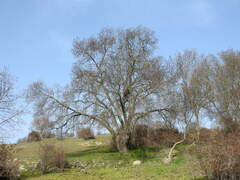 Fraxinus angustifolia