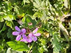 Erodium