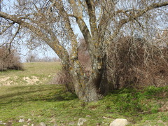 Fraxinus angustifolia