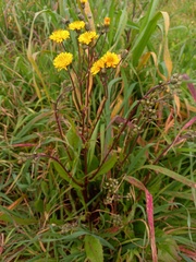 Crepis vesicaria