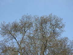 Fraxinus angustifolia