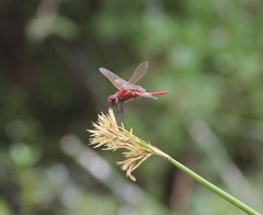 Urothemis assignata