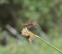 Urothemis assignata