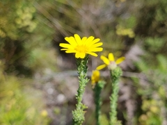 Ursinia trifida