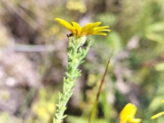 Ursinia trifida