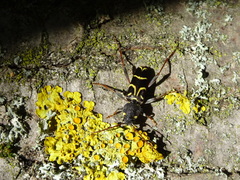 Xylotrechus antilope