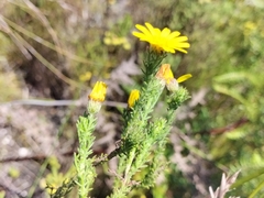 Ursinia trifida
