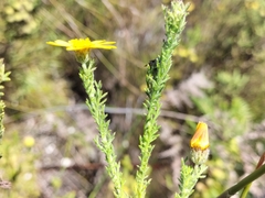 Ursinia trifida