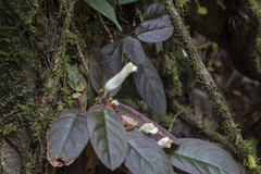 Centrosolenia