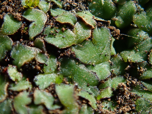 Riccia trabutiana image