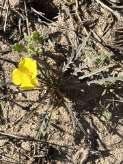 Eulobus sceptrostigma