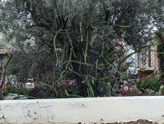 Muehlenbeckia platyclada