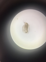Simocephalus