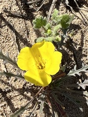 Eulobus sceptrostigma