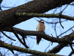 Dendrocopos major thanneri