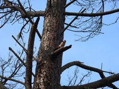 Dendrocopos major thanneri