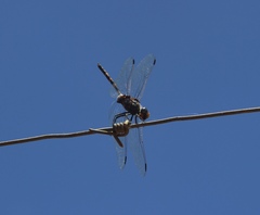 Zygonoides fuelleborni