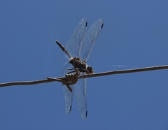 Zygonoides fuelleborni