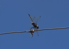 Zygonoides fuelleborni