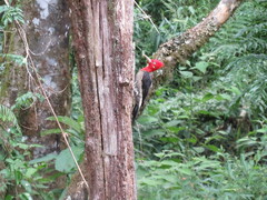 Campephilus robustus