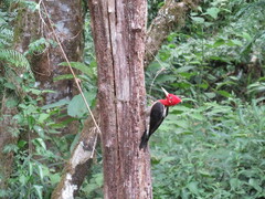 Campephilus robustus