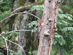 Campephilus robustus