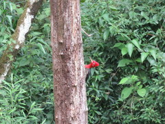 Campephilus robustus