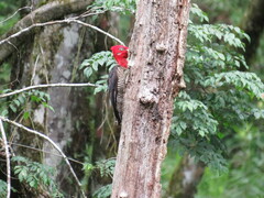 Campephilus robustus