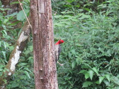 Campephilus robustus