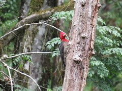 Campephilus robustus