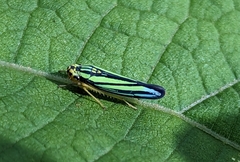 Poecilocarda cosmopolita