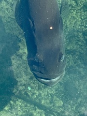 Micropterus floridanus